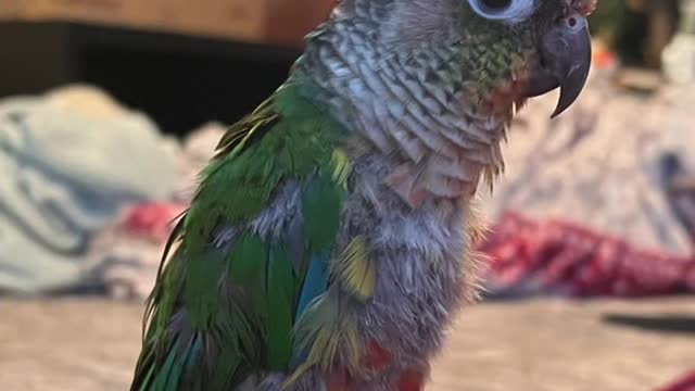 Just a little photo-shoot with Mango!