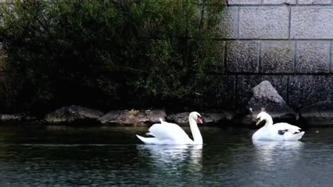 white swans