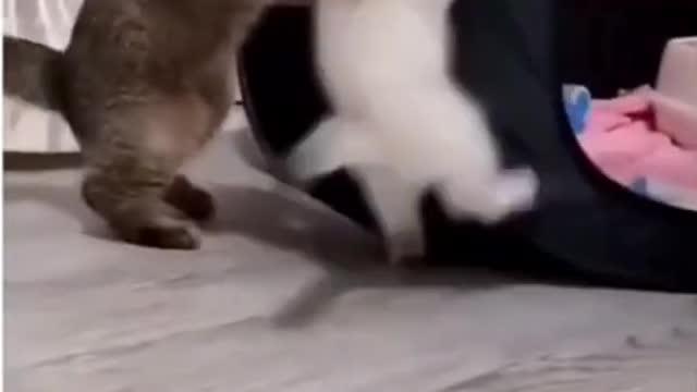 Funny Cat Fight 😂😽🐽