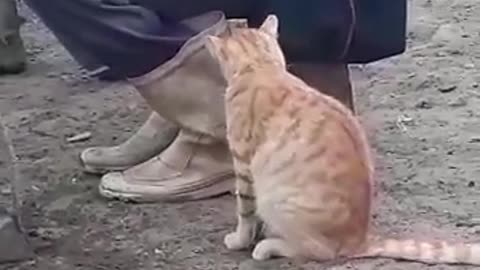 Funny cat drinking milk