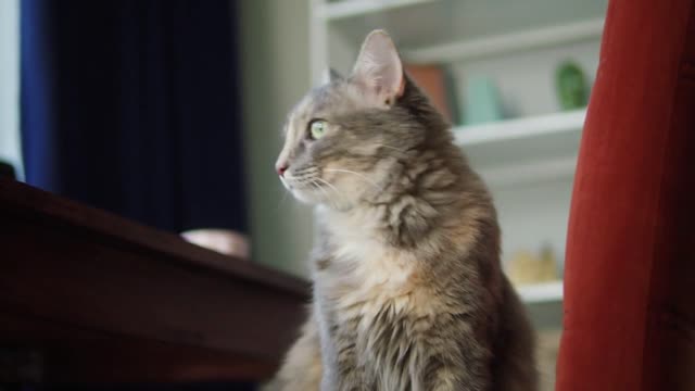 Cat sitting on chair in living room. Domestic animal at home