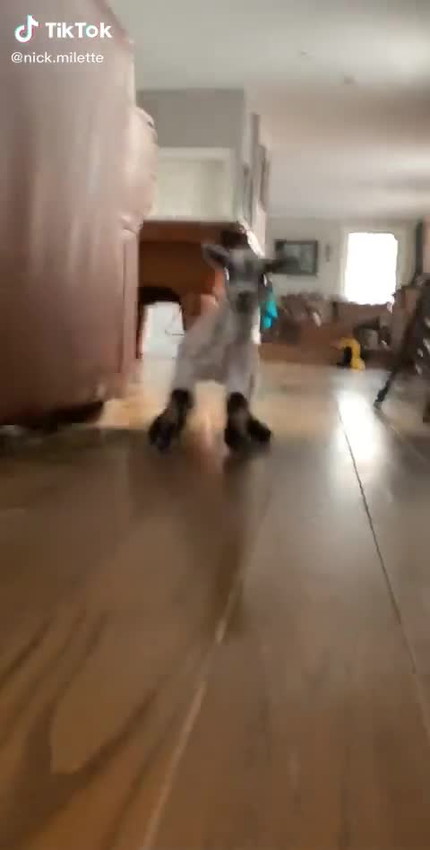 Love between animals Goats