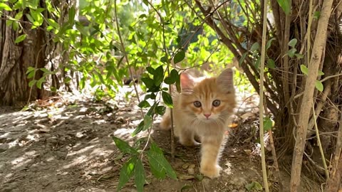 Whisker-ific Wonders of Cute Cat Antics!