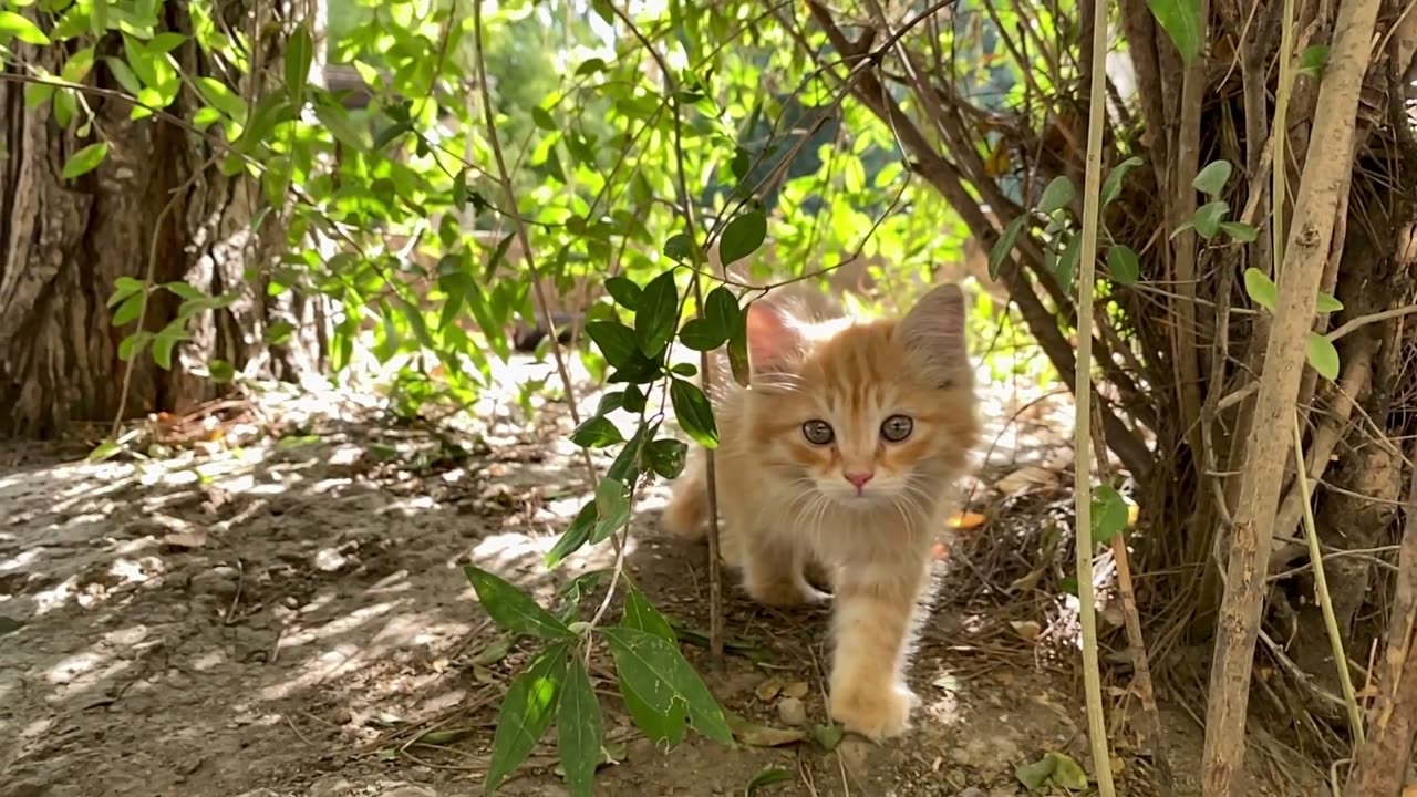 Whisker-ific Wonders of Cute Cat Antics!