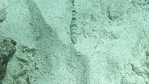 Sand Diver