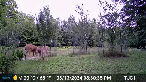 Fawn Goofing