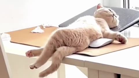 LAZY CAT