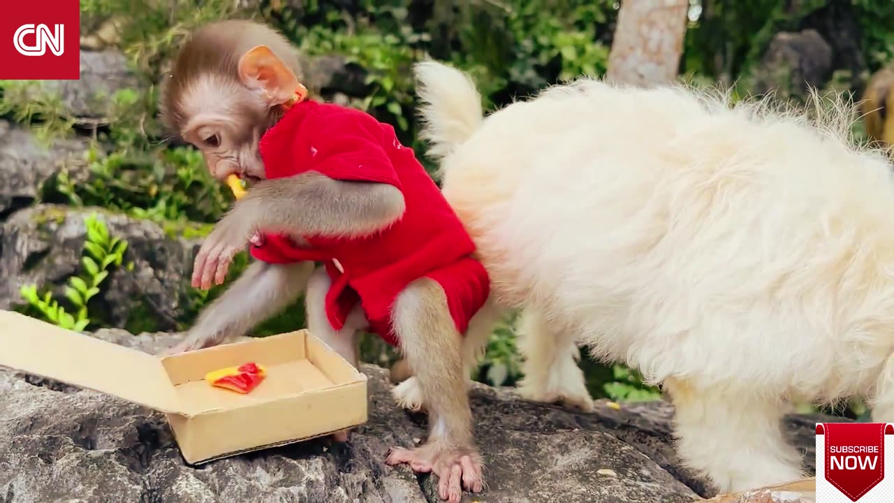 Baby monkey Checks puppy || New Episode 2023 || Cartoon Nation