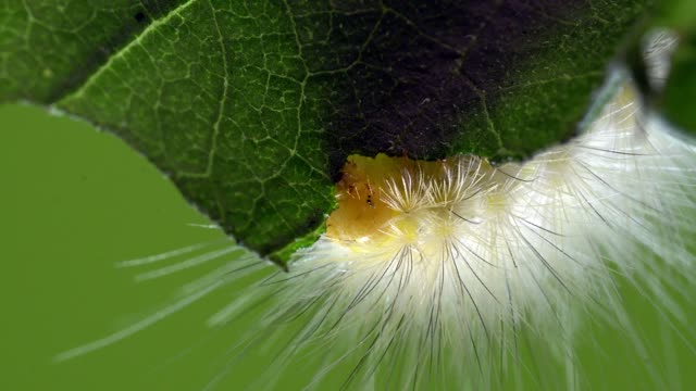 Eating My Garden