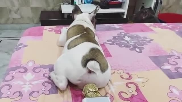 Funny Moment Of Dog