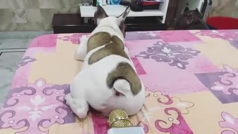 Funny Moment Of Dog