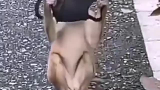 Monkey on the face mask