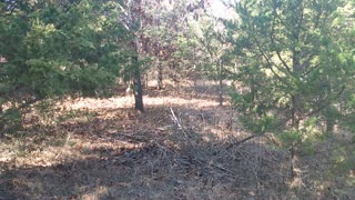 Midday forrest on the farm