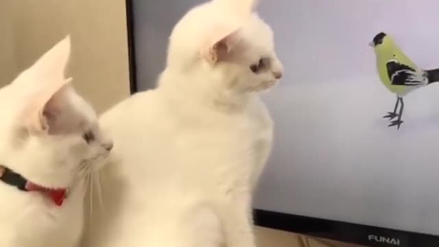 cats playing with parent in Tv