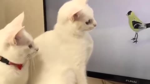 cats playing with parent in Tv