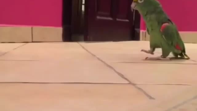 This parrot has such a magical laugh