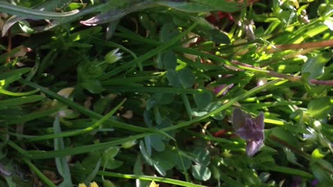 Spring Flowers Dandelion with Songs of Birds, Taraxacum Flowers