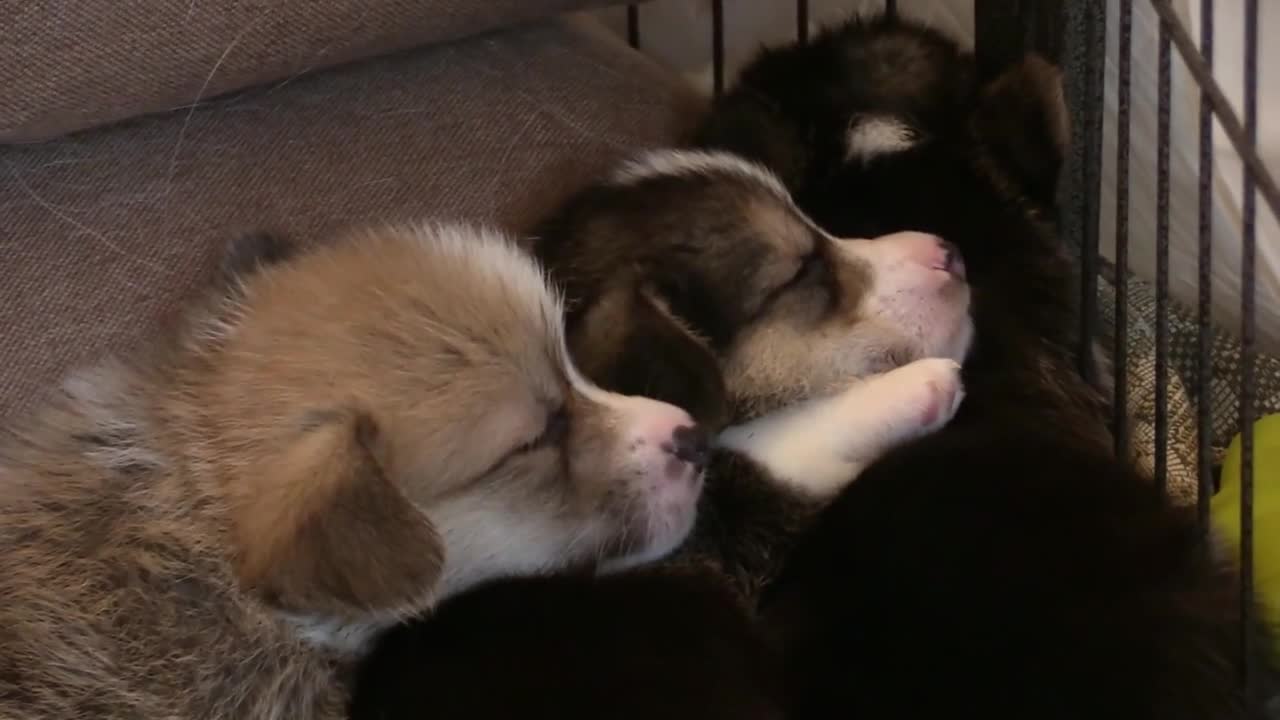 Puppy Corgi Sleeping Toy Paws