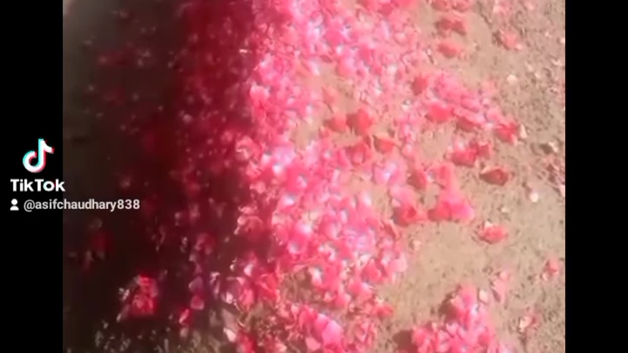 DileNadan