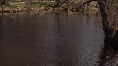 Gässen i Svartån. Örebro 9 April 2019