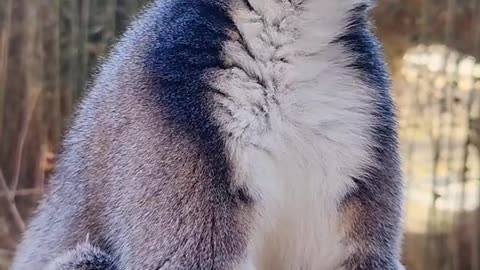 Lemurs eat dates