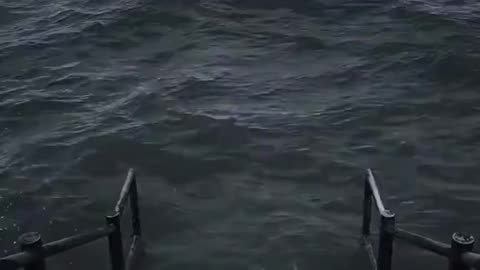 Tom and jerry in real life