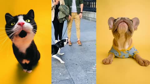 Funny Animal Videos 2022 😂 - Best Dogs And Cats Videos