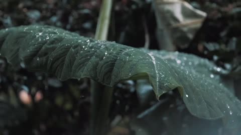 Compilation of rain and thunderstorms