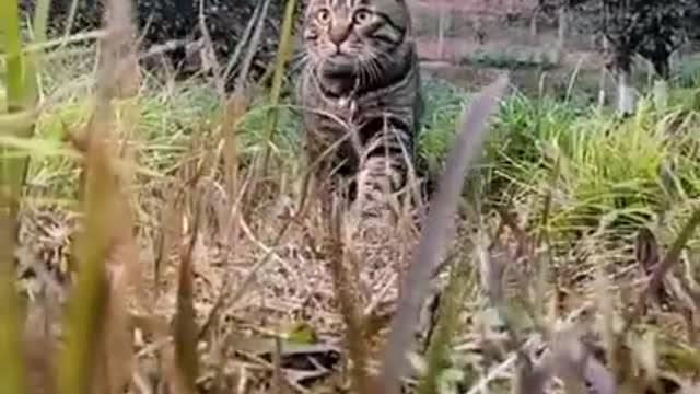 Cute birds And Funny Cat Videos Compilation