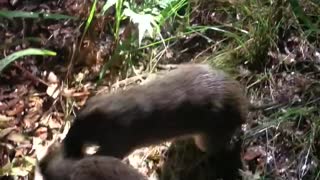 Two Bandicoots Engage Each Other