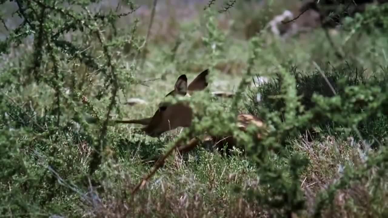 Animals