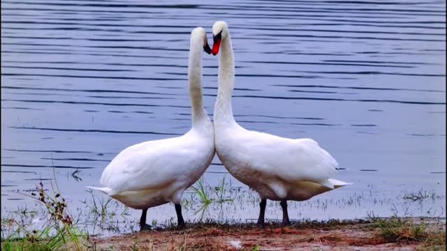 The beautiful swan shows love