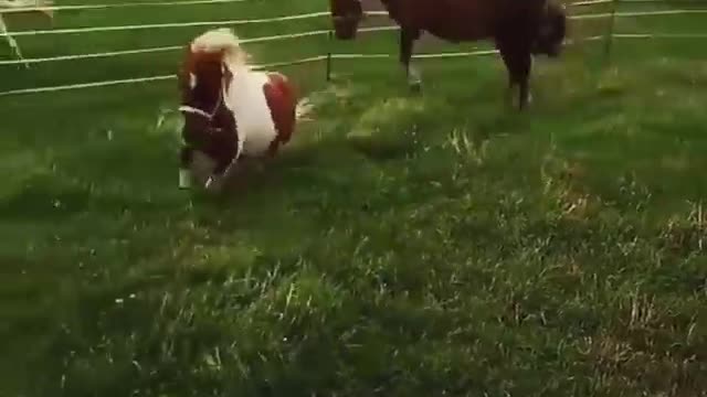 happy horse