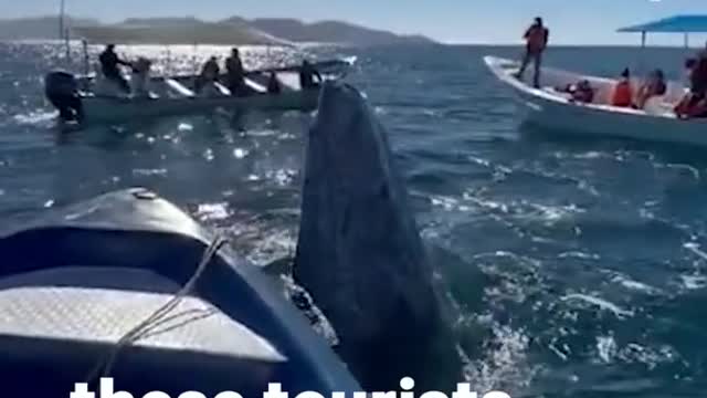 Friendly whale gets a smooch from tourists ❤️😍