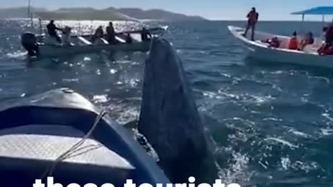 Friendly whale gets a smooch from tourists ❤️😍