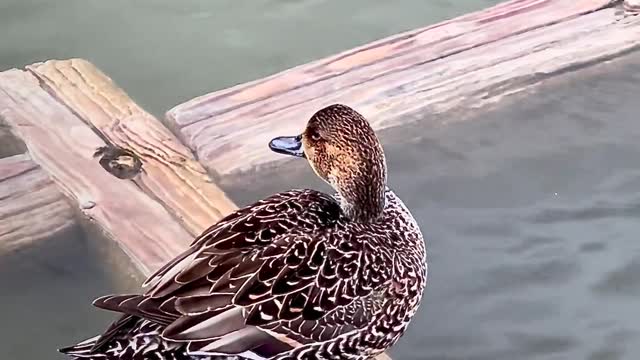 Birds Close-Up Destination Ducks Japan Outdoors Pond Ripples Shinobazu Pond Swimming