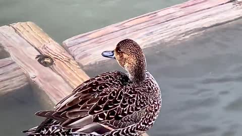 Birds Close-Up Destination Ducks Japan Outdoors Pond Ripples Shinobazu Pond Swimming