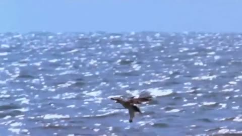 Wild life - Shark hunting eagle