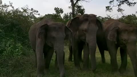 Elephant Activities
