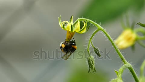 Wasp pollinate the flowers of the tomato in slow motion