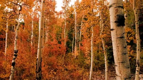 Beautiful trees in Autumn