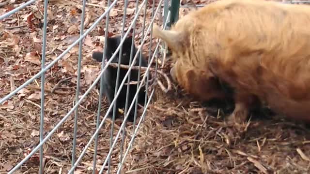 Kitty and Piggie Having a Playdate