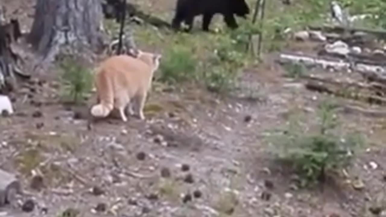 cat vs bear #shorts