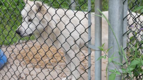 An Arctic Wolf In Wildlife Conservation Park