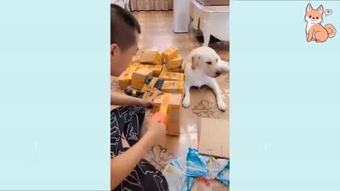 Amazing Dog Videos