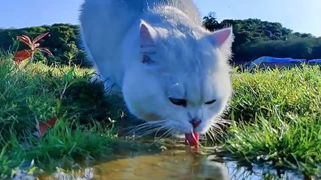 cute little cat is thirsty