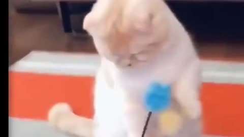 Cute pets funny pets
