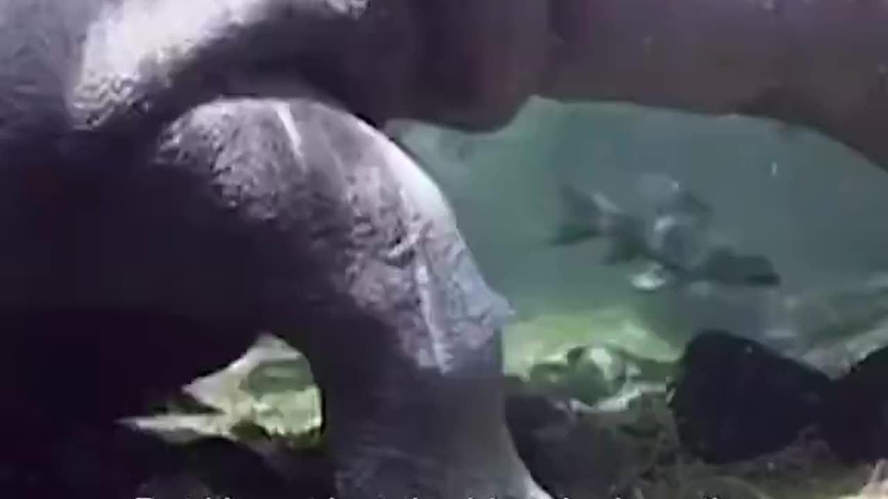 Those Fish are Hippo’s cleanser