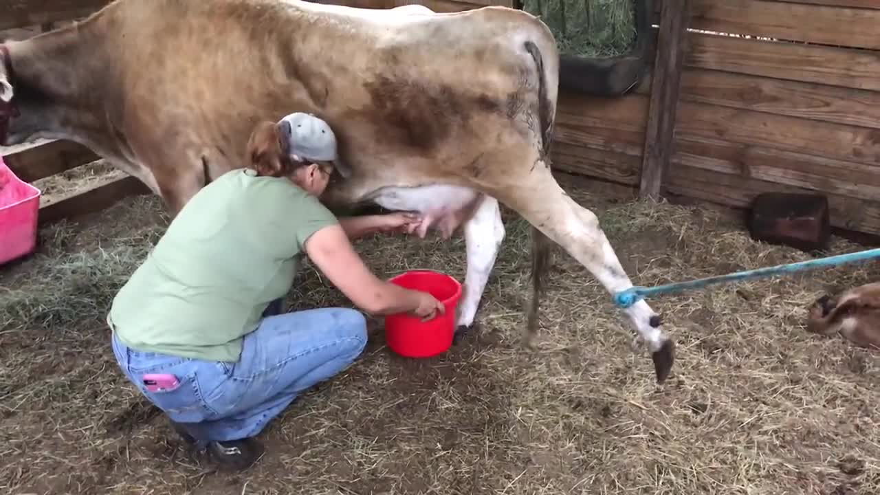 Fisrt time milking your own cow look what happen