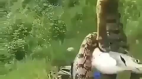 This is a beautiful and charming water-dwelling species